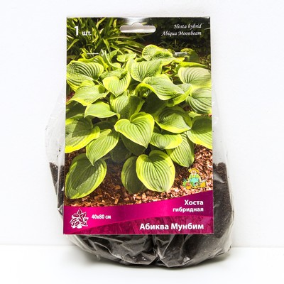 Хоста гибридная Абиква Мунбим, I р-р, 1 шт. 40*80 h(см), Осень 2025