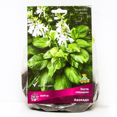Хоста гибридная Авокадо, I р-р, 1 шт. 60*90 h(см), Осень 2025