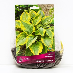 Хоста гибридная Алватин Тейлор, I р-р, 1 шт. 60 h(см), Осень 2024  (артикул 9245828)  большой выбор товаров оптом и в розницу по низким ценам с доставкой