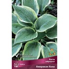 Хоста гибридная Америкэн Хело, I р-р, 1 шт. 45*80 h(см), Осень 2024  (артикул 9245830)  большой выбор товаров оптом и в розницу по низким ценам с доставкой