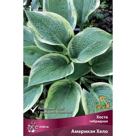 Хоста гибридная Америкэн Хело, I р-р, 1 шт. 45*80 h(см), Осень 2024  (артикул 9245830)  большой выбор товаров оптом и в розницу по низким ценам с доставкой