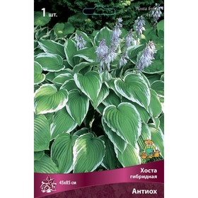 Хоста гибридная Антиох, I р-р, 1 шт. 45*85 h(см), Осень 2022  (артикул 9245831)  большой выбор товаров оптом и в розницу по низким ценам с доставкой