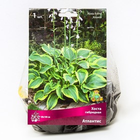 Хоста гибридная Атлантис, I р-р, 1 шт. 80*100 h(см), Осень 2024  (артикул 9245832)  большой выбор товаров оптом и в розницу по низким ценам с доставкой