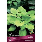 Хоста гибридная Банана Кид, I р-р, 1 шт. 40*60 h(см), Осень 2024  (артикул 9245833)  большой выбор товаров оптом и в розницу по низким ценам с доставкой