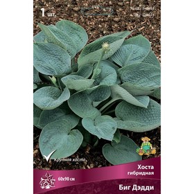 Хоста гибридная Биг Дэдди, I р-р, 1 шт. 60*90 h(см), Осень 2025  (артикул 9245834)  большой выбор товаров оптом и в розницу по низким ценам с доставкой