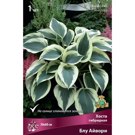 Хоста гибридная Блу Айвори, I р-р, 1 шт. 50*100 h(см), Осень 2024  (артикул 9245836)  большой выбор товаров оптом и в розницу по низким ценам с доставкой