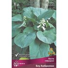 Хоста гибридная Блу Амбреллаз, I р-р, 1 шт. 90*120 h(см), Осень 2025  (артикул 9245837)  большой выбор товаров оптом и в розницу по низким ценам с доставкой