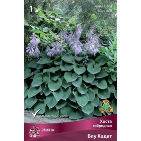 Хоста гибридная Блу Кадет, I р-р, 1 шт. 25*60 h(см), Осень 2025  (артикул 9245838)  большой выбор товаров оптом и в розницу по низким ценам с доставкой