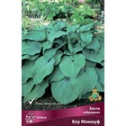 Хоста гибридная Блу Мэммуф, I р-р, 1 шт. 70*100 h(см), Осень 2024  (артикул 9245839)  большой выбор товаров оптом и в розницу по низким ценам с доставкой