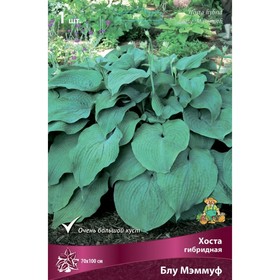 Хоста гибридная Блу Мэммуф, I р-р, 1 шт. 70*100 h(см), Осень 2024  (артикул 9245839)  большой выбор товаров оптом и в розницу по низким ценам с доставкой