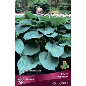 Хоста гибридная Блу Энджел, I р-р, 1 шт. 80*100 h(см), Осень 2024  (артикул 9245840)  большой выбор товаров оптом и в розницу по низким ценам с доставкой