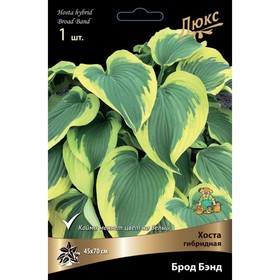 Хоста гибридная Брод Бэнд, I р-р, 1 шт. 70*45 h(см), Осень 2024  (артикул 9245843)  большой выбор товаров оптом и в розницу по низким ценам с доставкой