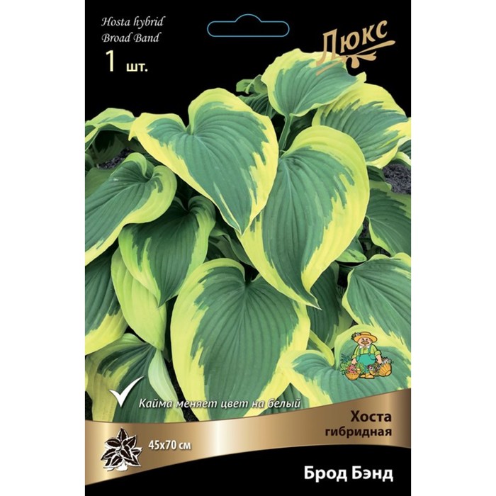 Хоста гибридная Брод Бэнд, I р-р, 1 шт. 70*45 h(см), Осень 2024