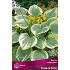 Хоста гибридная Бэнд ов Голд, I р-р, 1 шт. 40*80 h(см), Осень 2025  (артикул 9245845)  большой выбор товаров оптом и в розницу по низким ценам с доставкой