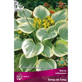 Хоста гибридная Бэнд ов Голд, I р-р, 1 шт. 40*80 h(см), Осень 2025  (артикул 9245845)  большой выбор товаров оптом и в розницу по низким ценам с доставкой