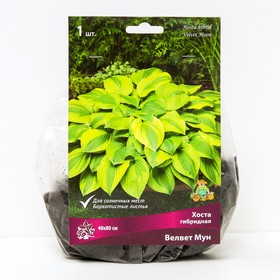 Хоста гибридная Велвет Мун, I р-р, 1 шт. 40*80 h(см), Осень 2024  (артикул 9245847)  большой выбор товаров оптом и в розницу по низким ценам с доставкой