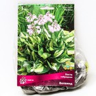 Хоста гибридная Велвинд, I р-р, 1 шт. 35*65 h(см), Осень 2025  (артикул 9245848)  большой выбор товаров оптом и в розницу по низким ценам с доставкой