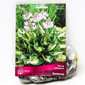 Хоста гибридная Велвинд, I р-р, 1 шт. 35*65 h(см), Осень 2025  (артикул 9245848)  большой выбор товаров оптом и в розницу по низким ценам с доставкой