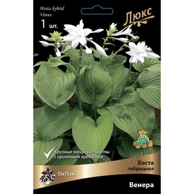 Хоста гибридная (Винус) Венера, I р-р, 1 шт. 55*75 h(см), Осень 2025  (артикул 9245849)  большой выбор товаров оптом и в розницу по низким ценам с доставкой