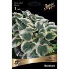 Хоста гибридная Виктори, I р-р, 1 шт. 75*120 h(см), Осень 2024  (артикул 9245850)  большой выбор товаров оптом и в розницу по низким ценам с доставкой