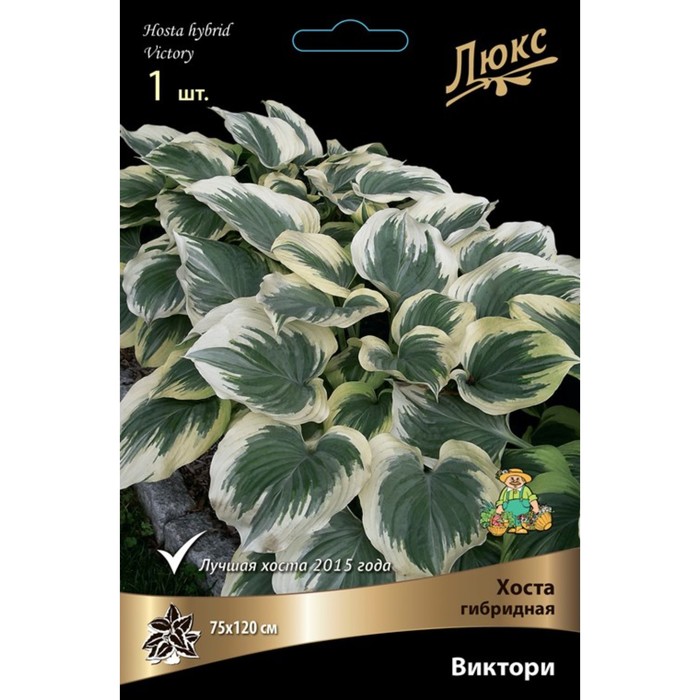 Хоста гибридная Виктори, I р-р, 1 шт. 75*120 h(см), Осень 2024