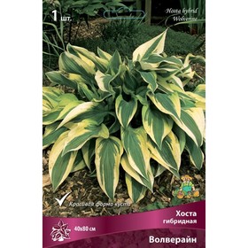 Хоста гибридная Волверайн, I р-р, 1 шт. 40*80 h(см), Осень 2025  (артикул 9245851)  большой выбор товаров оптом и в розницу по низким ценам с доставкой