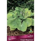 Хоста гибридная Голден Медальон, I р-р, 1 шт. 25*45 h(см), Осень 2025  (артикул 9245853)  большой выбор товаров оптом и в розницу по низким ценам с доставкой