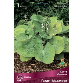 Хоста гибридная Голден Медальон, I р-р, 1 шт. 25*45 h(см), Осень 2025  (артикул 9245853)  большой выбор товаров оптом и в розницу по низким ценам с доставкой