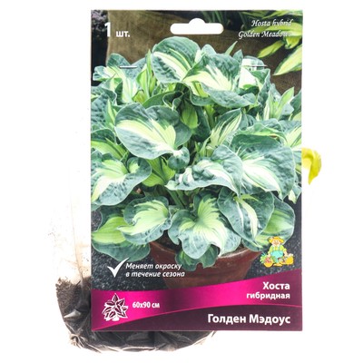Хоста гибридная Голден Мэдоус, I р-р, 1 шт. 60*90 h(см), Осень 2022