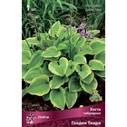 Хоста гибридная Голден Тиара, I р-р, 1 шт. 35*60 h(см), Осень 2025  (артикул 9245855)  большой выбор товаров оптом и в розницу по низким ценам с доставкой