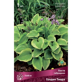 Хоста гибридная Голден Тиара, I р-р, 1 шт. 35*60 h(см), Осень 2025  (артикул 9245855)  большой выбор товаров оптом и в розницу по низким ценам с доставкой