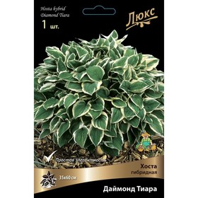 Хоста гибридная Даймонд Тиара, I р-р, 1 шт. 35*60 h(см), Осень 2024  (артикул 9245856)  большой выбор товаров оптом и в розницу по низким ценам с доставкой