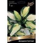 Хоста гибридная Джорджия Суитхарт, I р-р, 1 шт. 80 h(см), Осень 2024  (артикул 9245857)  большой выбор товаров оптом и в розницу по низким ценам с доставкой