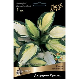 Хоста гибридная Джорджия Суитхарт, I р-р, 1 шт. 80 h(см), Осень 2024  (артикул 9245857)  большой выбор товаров оптом и в розницу по низким ценам с доставкой