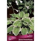 Хоста гибридная Диана Ремемберед, I р-р, 1 шт. 55*80 h(см), Осень 2025  (артикул 9245859)  большой выбор товаров оптом и в розницу по низким ценам с доставкой