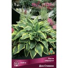 Хоста гибридная Дон Стивенс, I р-р, 1 шт. 35*60 h(см), Осень 2025  (артикул 9245860)  большой выбор товаров оптом и в розницу по низким ценам с доставкой