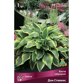 Хоста гибридная Дон Стивенс, I р-р, 1 шт. 35*60 h(см), Осень 2025  (артикул 9245860)  большой выбор товаров оптом и в розницу по низким ценам с доставкой
