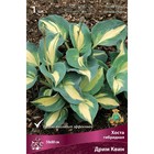 Хоста гибридная Дрим Квин, I р-р, 1 шт. 50*80 h(см), Осень 2024  (артикул 9245861)  большой выбор товаров оптом и в розницу по низким ценам с доставкой
