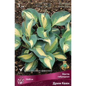 Хоста гибридная Дрим Квин, I р-р, 1 шт. 50*80 h(см), Осень 2024  (артикул 9245861)  большой выбор товаров оптом и в розницу по низким ценам с доставкой