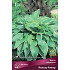 Хоста гибридная Йеллоу Ривер, I р-р, 1 шт. 60*100 h(см), Осень 2024  (артикул 9245862)  большой выбор товаров оптом и в розницу по низким ценам с доставкой