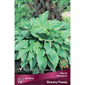 Хоста гибридная Йеллоу Ривер, I р-р, 1 шт. 60*100 h(см), Осень 2024  (артикул 9245862)  большой выбор товаров оптом и в розницу по низким ценам с доставкой