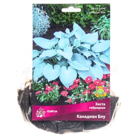 Хоста гибридная Канадиан Блу, I р-р, 1 шт. 45*80 h(см), Осень 2024  (артикул 9245864)  большой выбор товаров оптом и в розницу по низким ценам с доставкой