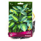 Хоста гибридная Катерина, I р-р, 1 шт. 35*70 h(см), Осень 2025  (артикул 9245866)  большой выбор товаров оптом и в розницу по низким ценам с доставкой