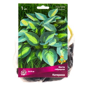 Хоста гибридная Катерина, I р-р, 1 шт. 35*70 h(см), Осень 2025  (артикул 9245866)  большой выбор товаров оптом и в розницу по низким ценам с доставкой