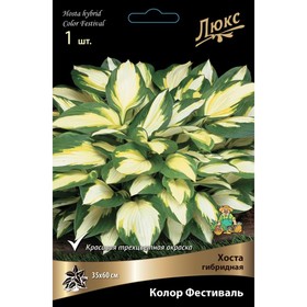 Хоста гибридная Колор Фестиваль, I р-р, 1 шт. 35*60 h(см), Осень 2022  (артикул 9245868)  большой выбор товаров оптом и в розницу по низким ценам с доставкой