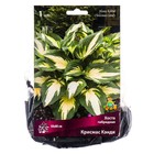 Хоста гибридная Крисмас Кэнди, I р-р, 1 шт. 50*80 h(см), Осень 2025 - Фото 1