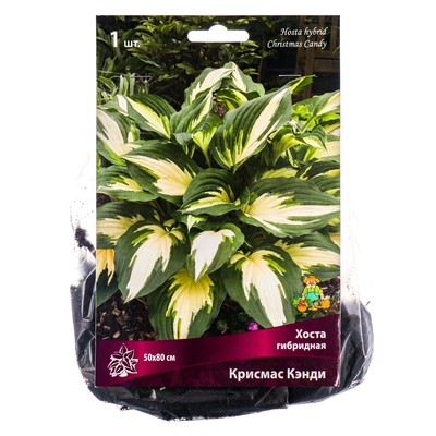 Хоста гибридная Крисмас Кэнди, I р-р, 1 шт. 50*80 h(см), Осень 2025