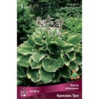 Хоста гибридная Крисмас Три, I р-р, 1 шт. 45*100 h(см), Осень 2025  (артикул 9245870)  большой выбор товаров оптом и в розницу по низким ценам с доставкой