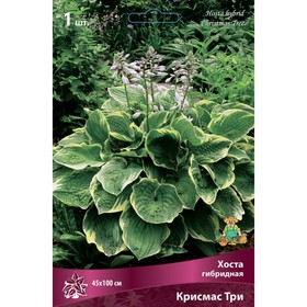 Хоста гибридная Крисмас Три, I р-р, 1 шт. 45*100 h(см), Осень 2025  (артикул 9245870)  большой выбор товаров оптом и в розницу по низким ценам с доставкой