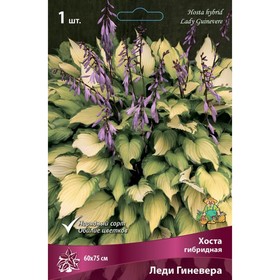 Хоста гибридная Леди Гиневера, I р-р, 1 шт. 60*75 h(см), Осень 2024
